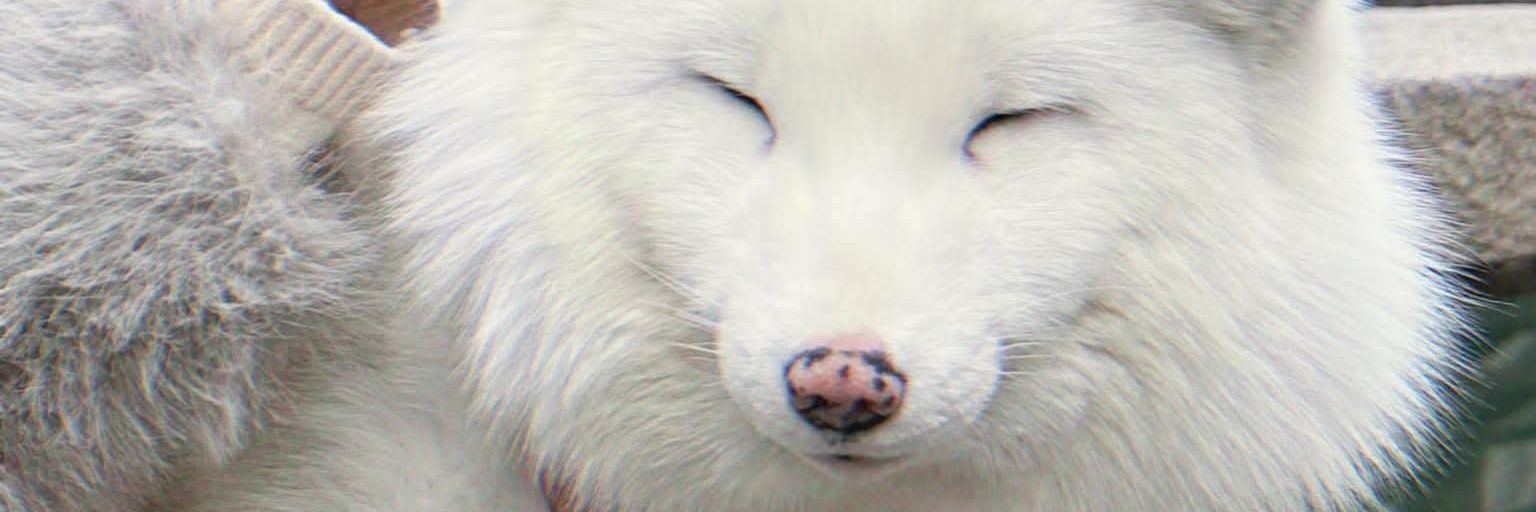 lyssyng's profile banner image