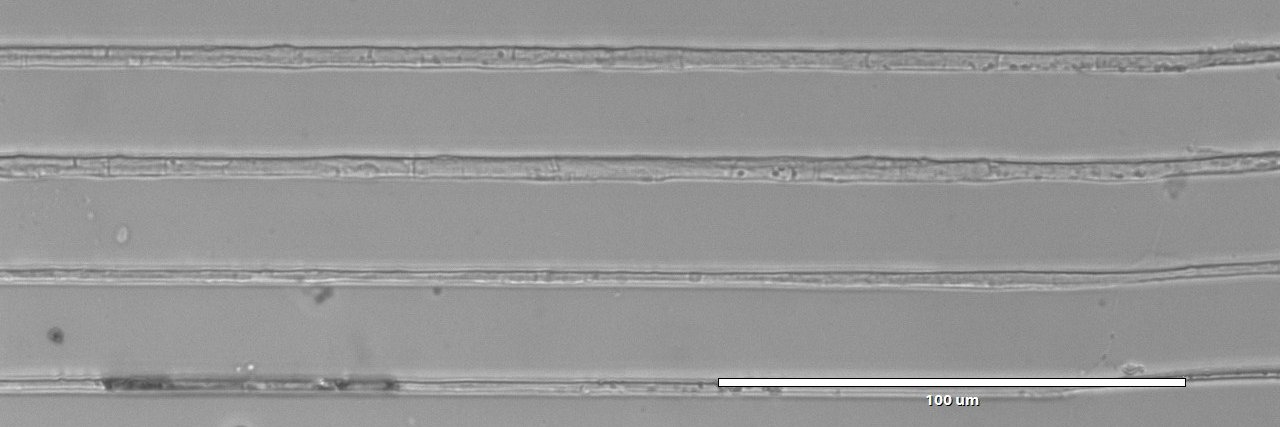 Peter Voyvodic 🧬🍄 banner