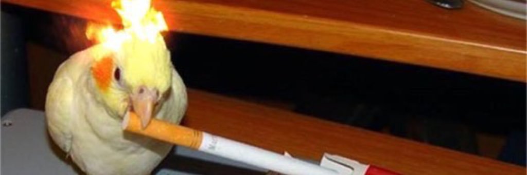 trifftraff's profile banner image