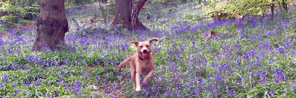 SarahGPage Profile Banner