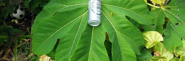 redditchgardener banner