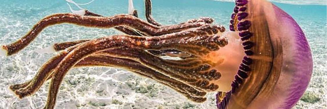 got__MELK's profile banner image