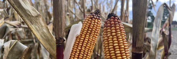 farmer_pl Profile Banner