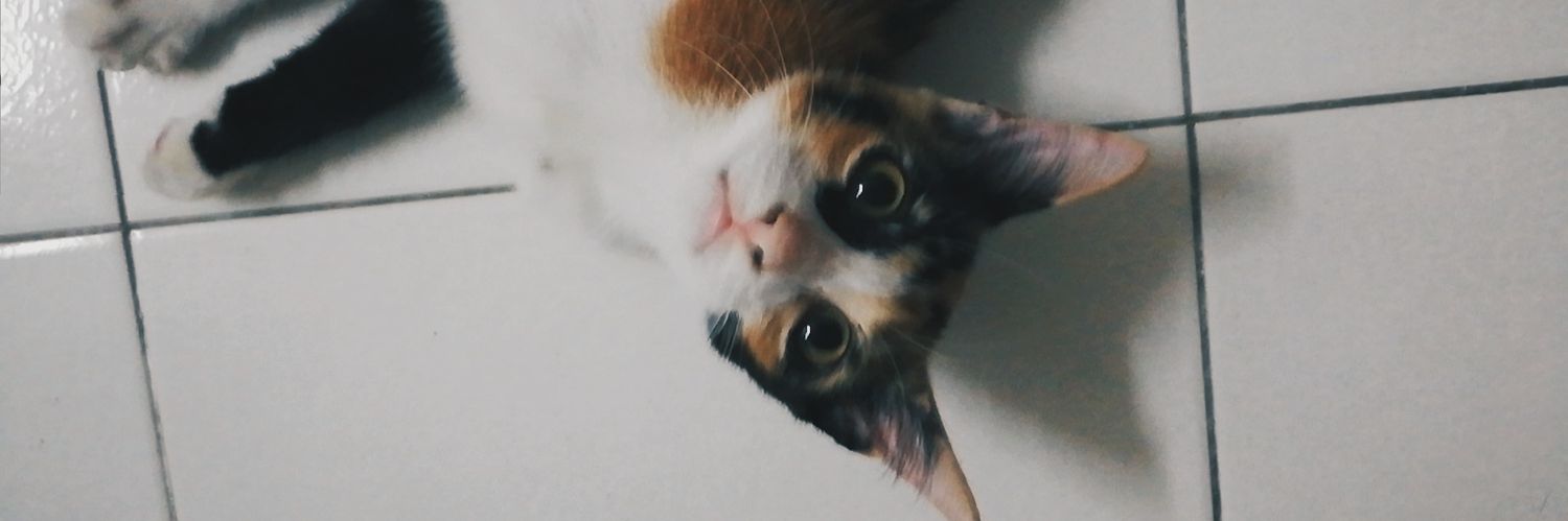 pheilyi's profile banner image