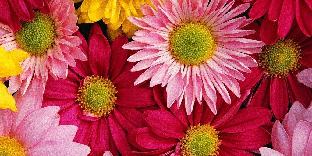 Florpellieri's profile banner image