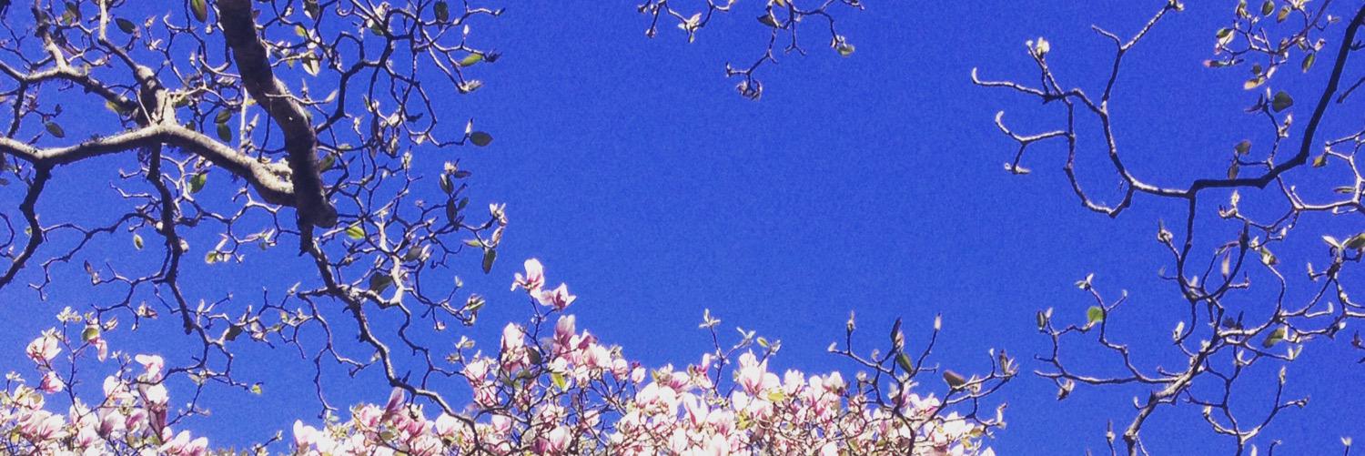 Krystle Field banner