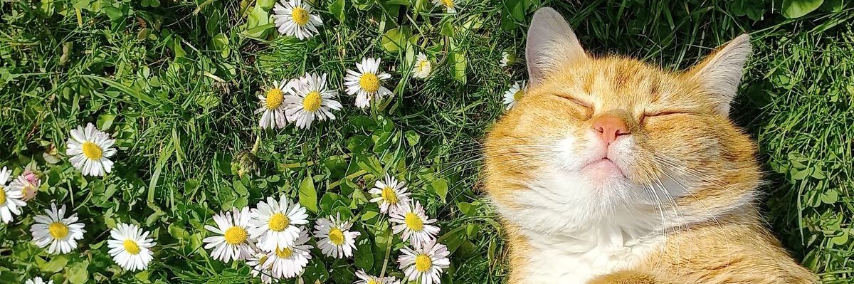 ipkif's profile banner image