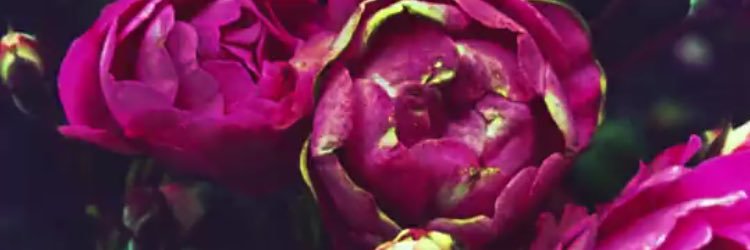 Gingerchats's profile banner image