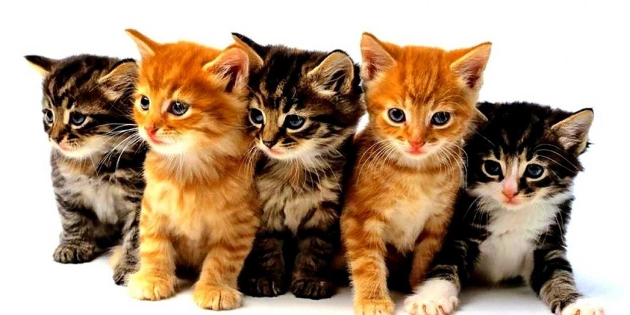 AnimaladaSs's profile banner image