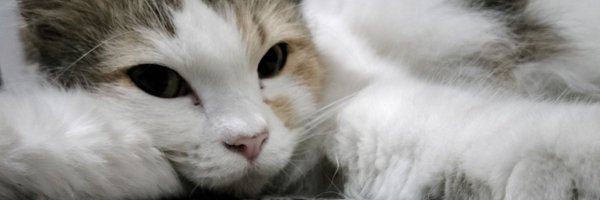 rillamaria_ Profile Banner