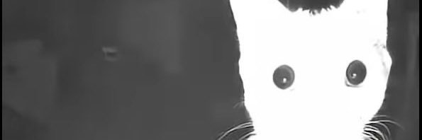 L🐈‍⬛ banner