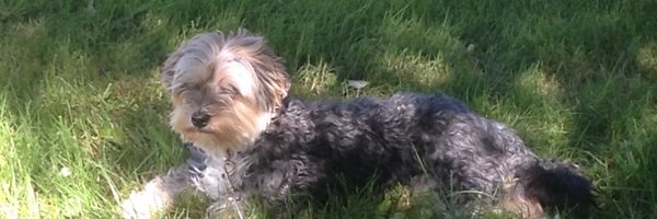 amberslifee Profile Banner