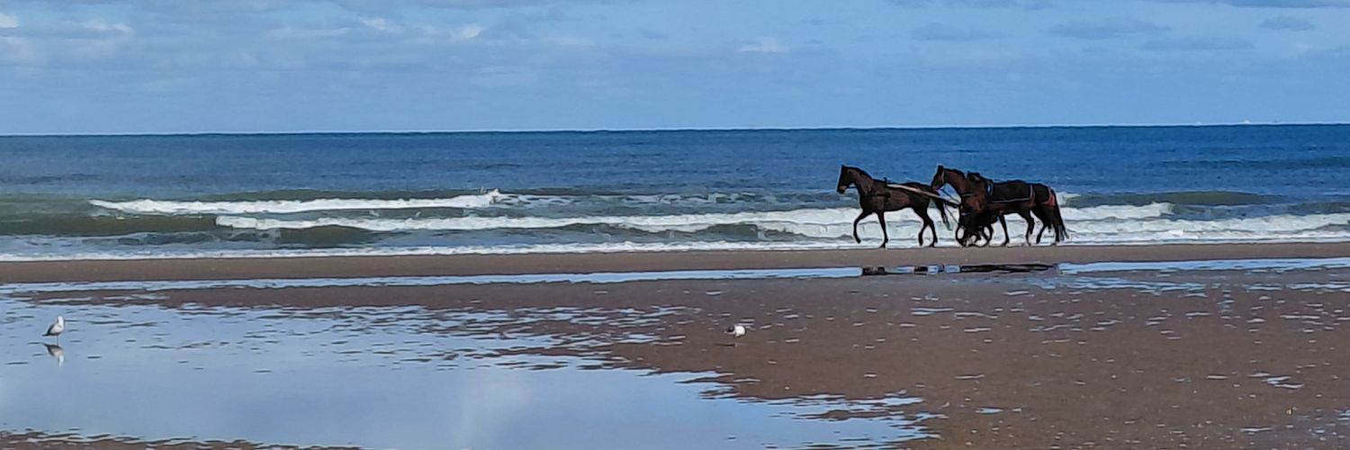 ShibAvocate 🥑 🦊 💙💛 banner