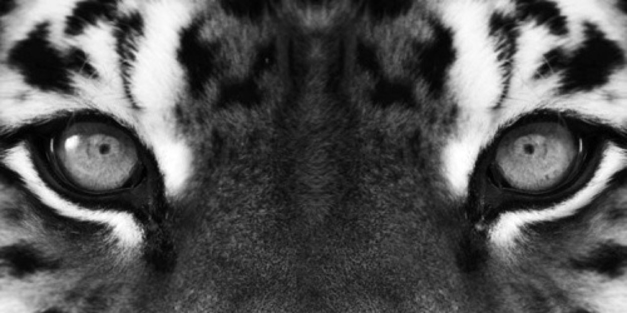 pacitass's profile banner image