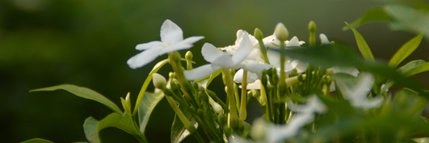 saphal_v's profile banner image