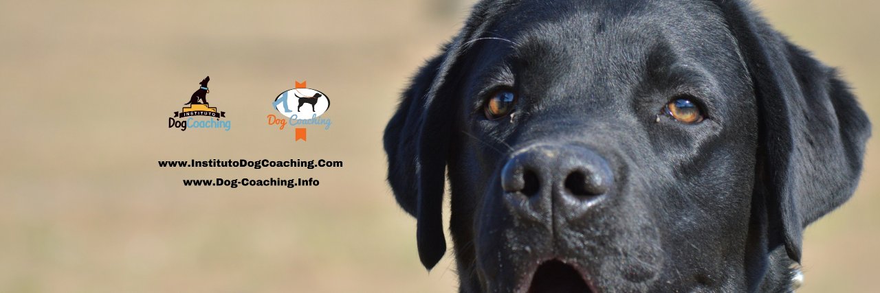 dog_coaching's profile banner image