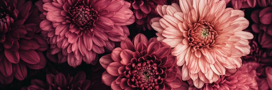 Lilouls's profile banner image
