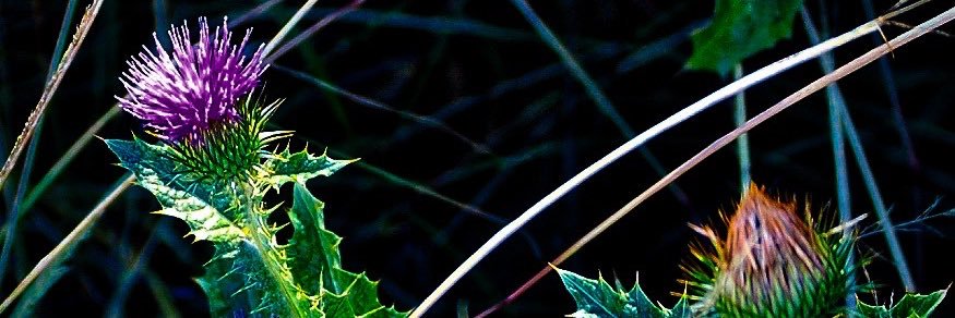 gdumbauld's profile banner image