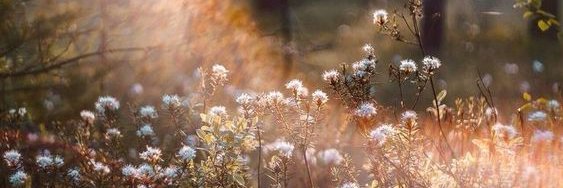 FamilygreysA's profile banner image