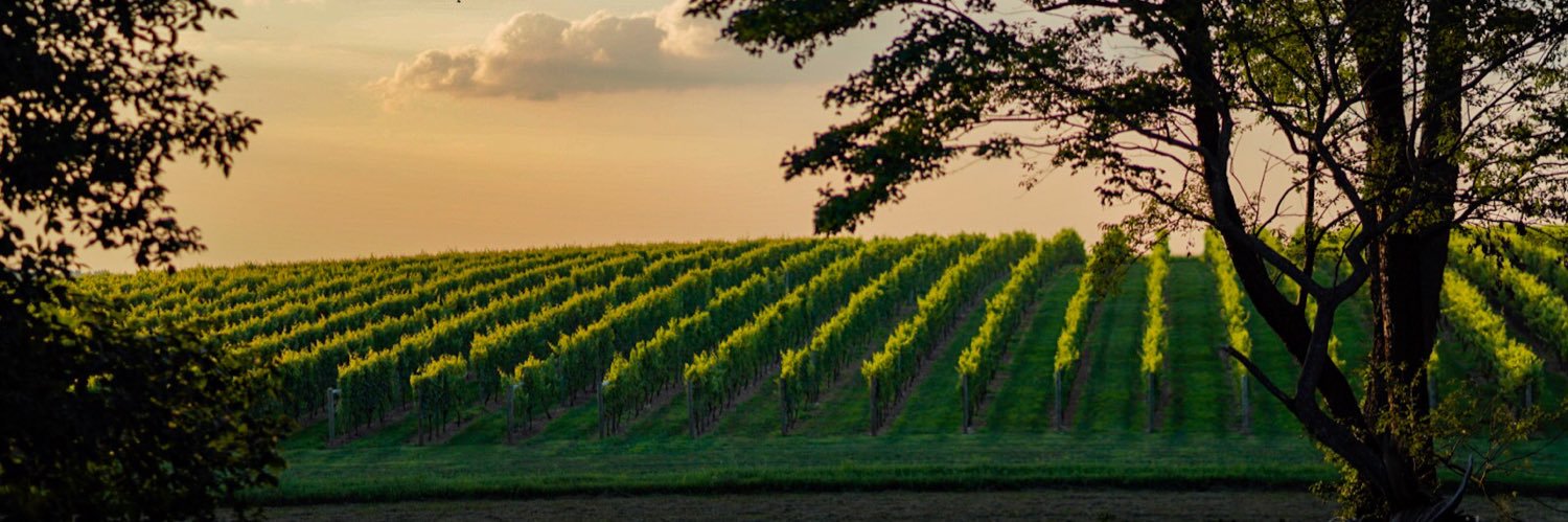 way_vine's profile banner image