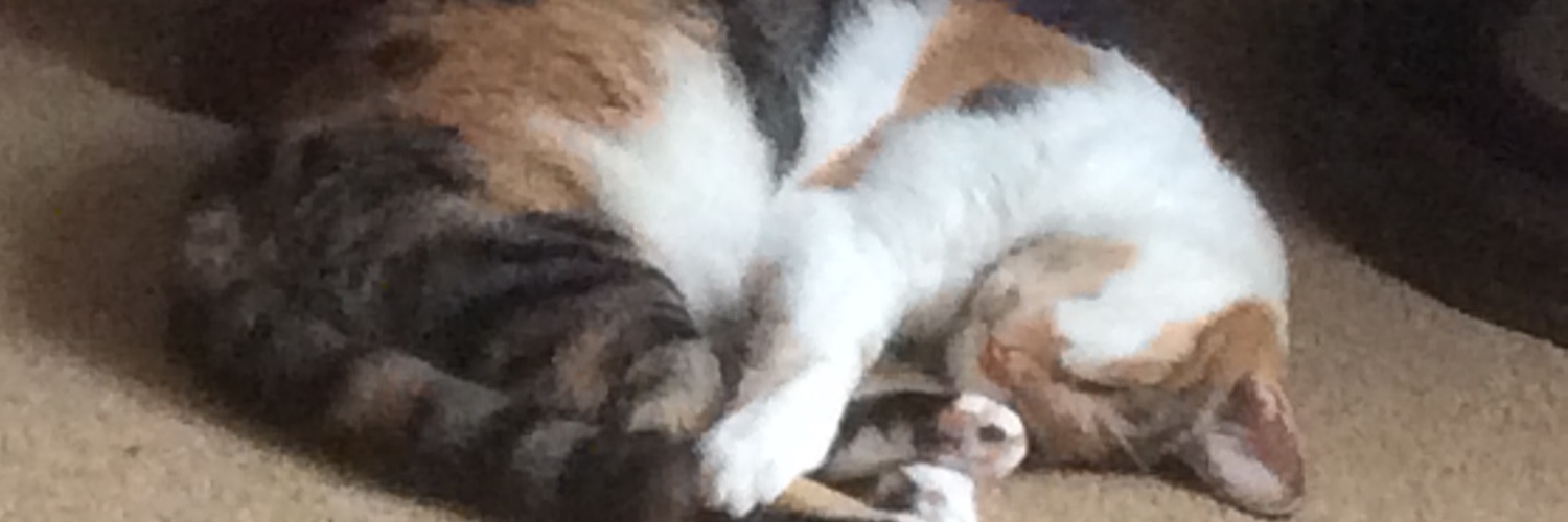 bizzie2bee's profile banner image