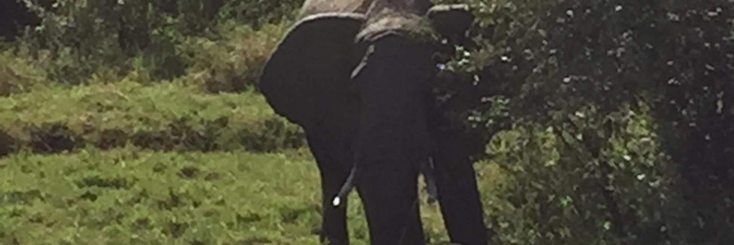 30Elephants's profile banner image