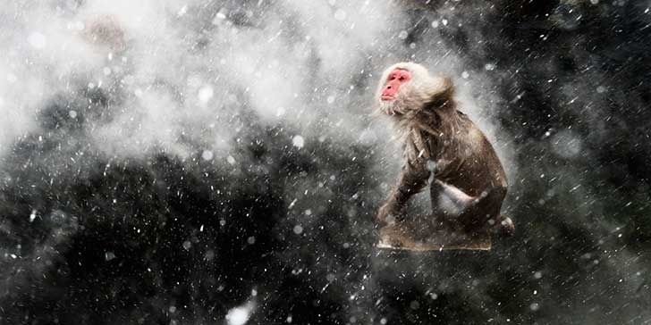 Pelusa interdigital banner