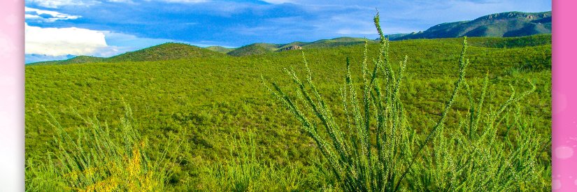 PartidoDurango's profile banner image