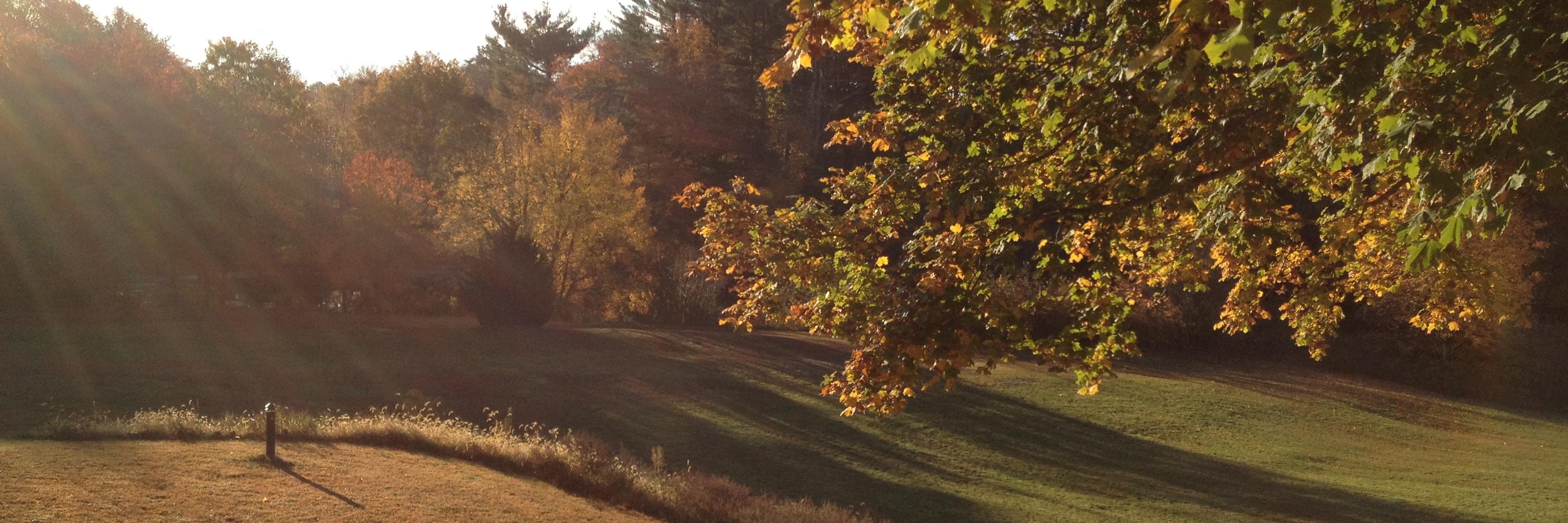 Danielle Cook banner