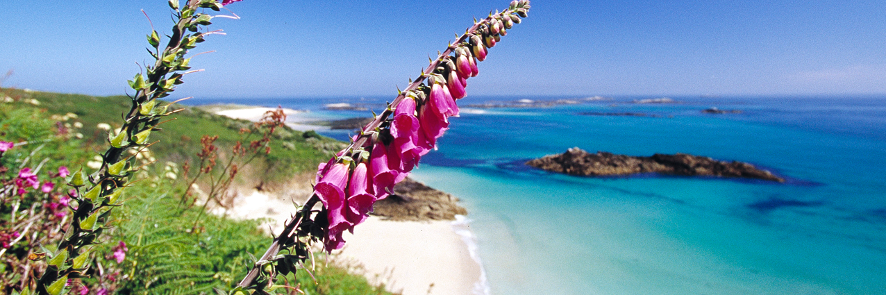 Jane Gregory banner