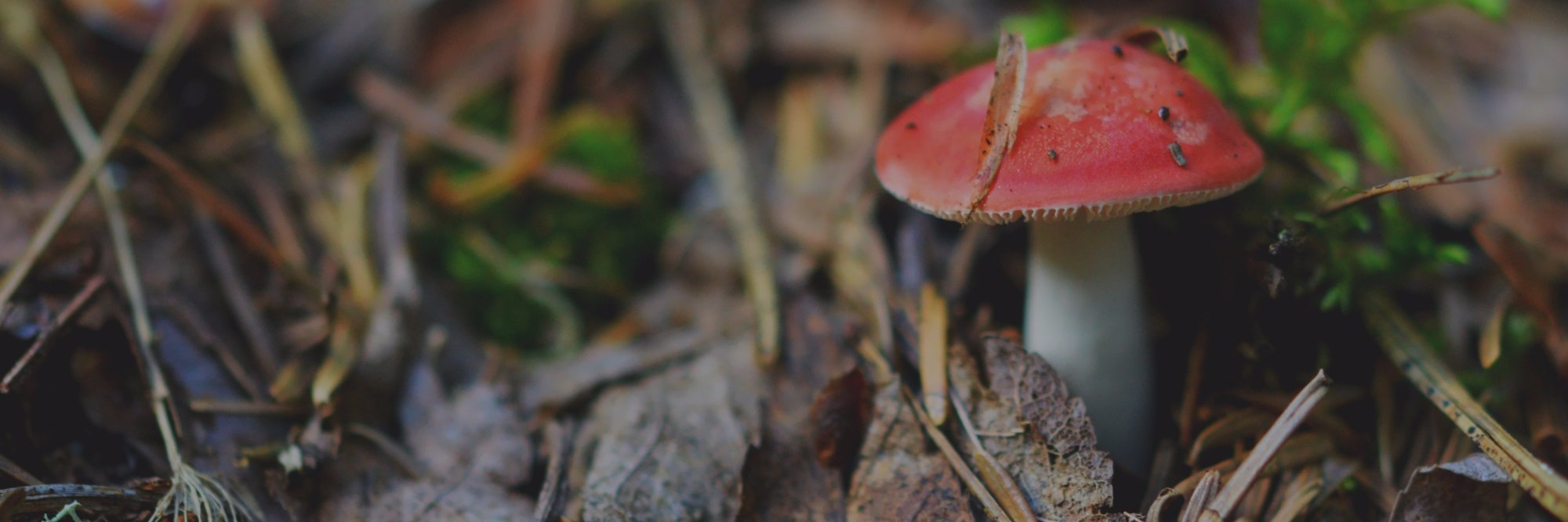fernandfungi's profile banner image