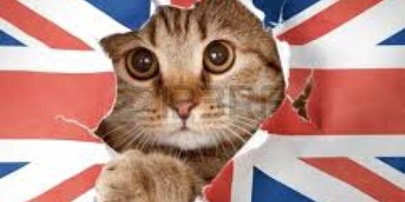aBritishKitty's profile banner image