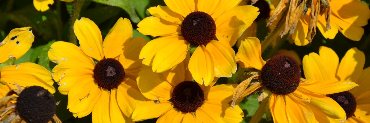 Rebecatrt's profile banner image