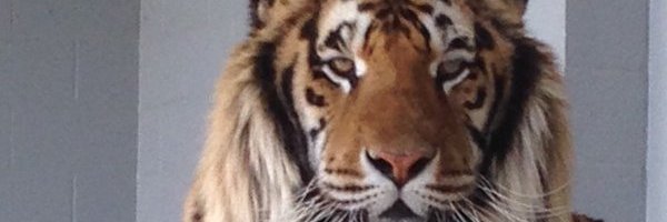 CLFJE's profile banner image