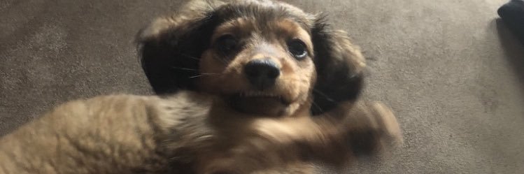 froellaDeVil's profile banner image