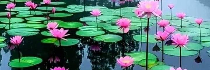aromeroprats's profile banner image