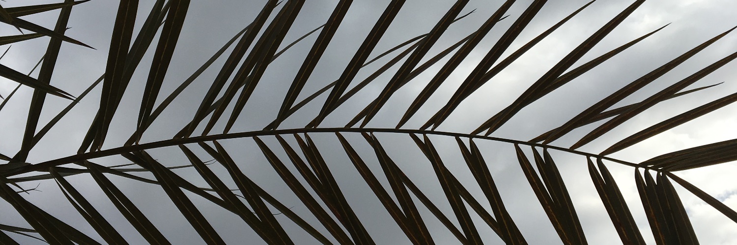 ShathaAlmutawa's profile banner image