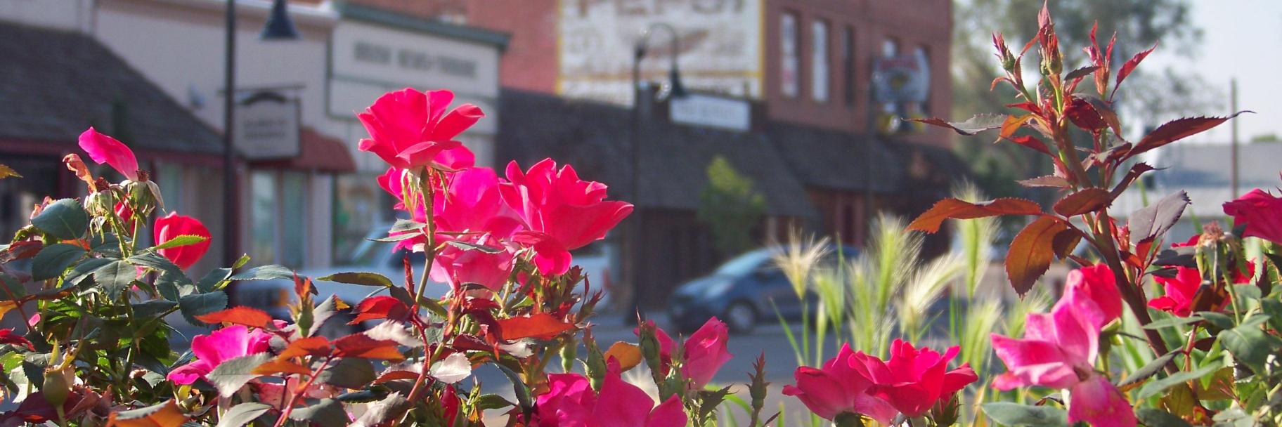brushcolorado's profile banner image