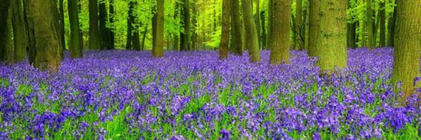 SharonLawlor1's profile banner image