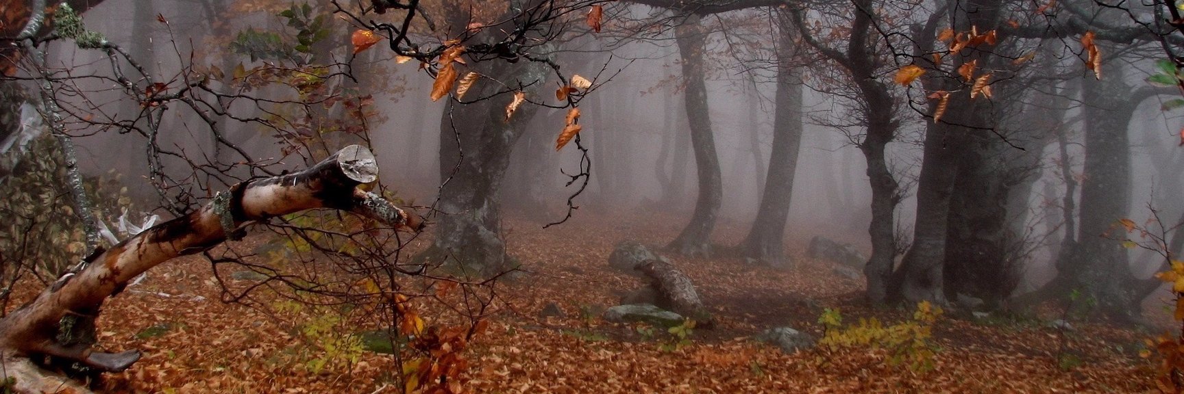 momma_spoops's profile banner image