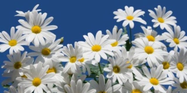 AmberPx_x's profile banner image