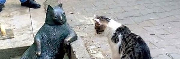 Trump Is A Pedo banner