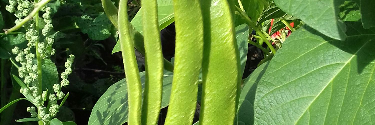 Christine Edmonds 🧡 banner