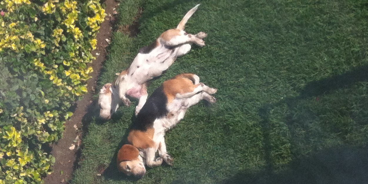 Fer Sobrino 🦖 banner