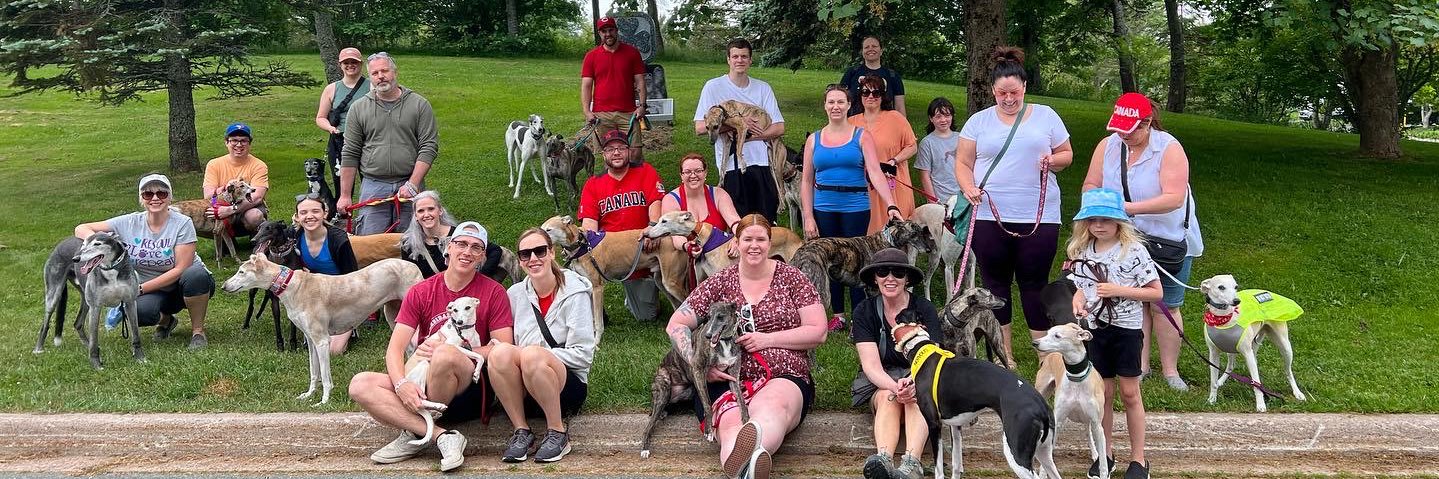 GreyhoundPetsNL's profile banner image