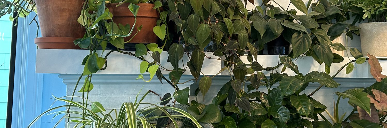 allydecaro's profile banner image