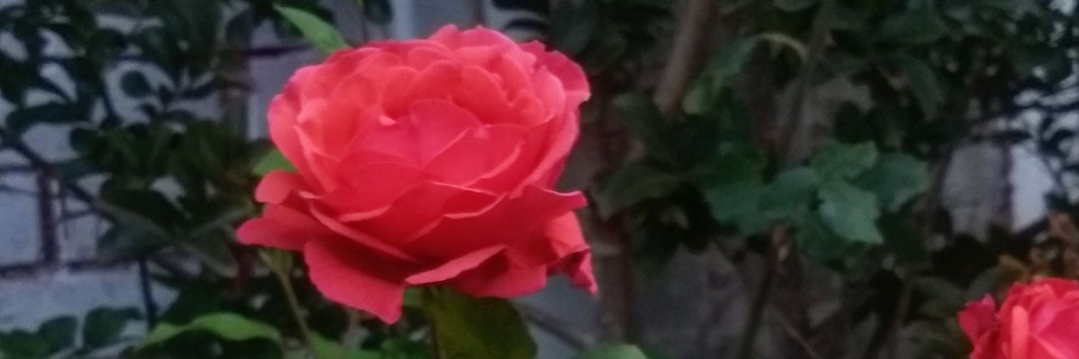 miche_kata's profile banner image