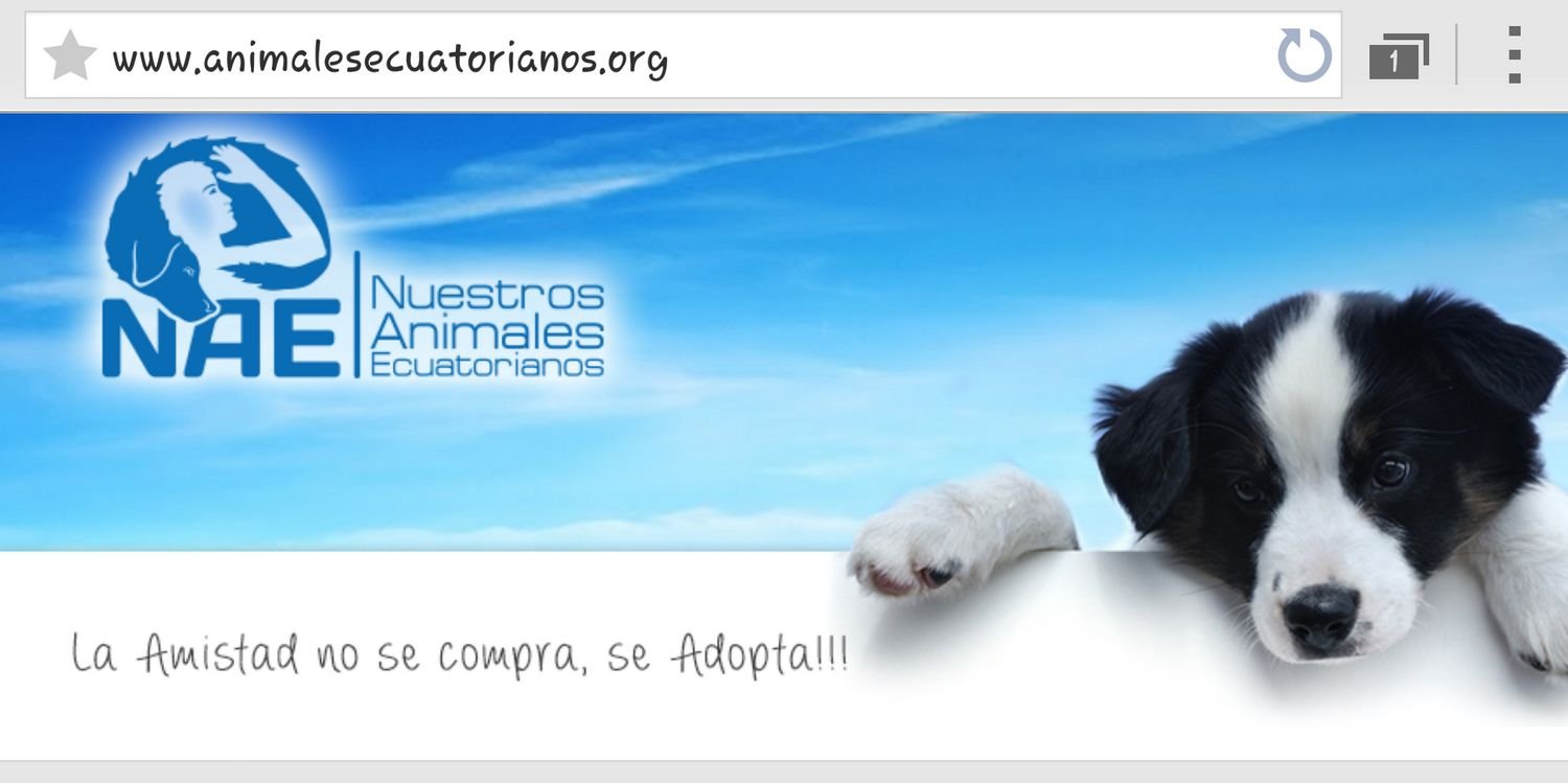 nuestrosanimale's profile banner image