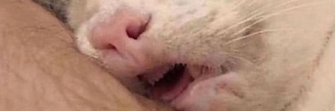 kuddle_bearrr's profile banner image