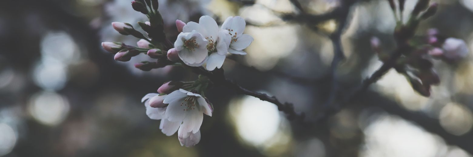 Isengerd's profile banner image